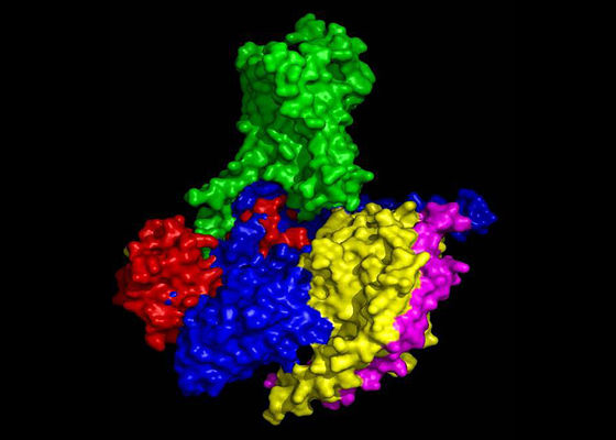 Structural visualization of GPCR signaling termination