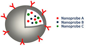 Schematic diagram of nanoparticles-loaded carbon capsules