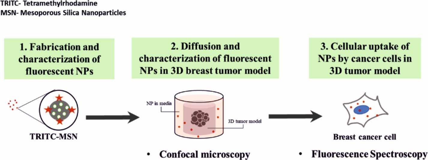 Understanding and Overcoming the Acellular Barrier of Breast Tumors for Improving Nanoparticle Mediated Chemotherapy 